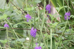 Stachytarpheta urticifolia