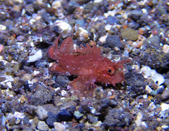 Pteroidichthys amboinensis