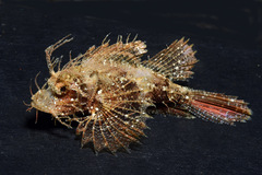Pteroidichthys amboinensis