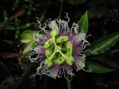 Passiflora edulis edulis