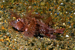Pteroidichthys amboinensis