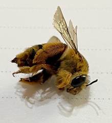 Amegilla bombiformis