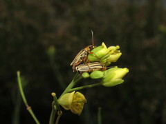 Chauliognathus scriptus