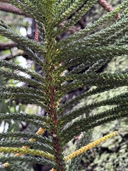 Eutacta