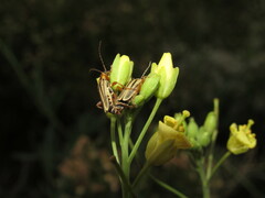 Chauliognathus scriptus