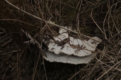 Trametes suaveolens