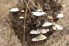 Trametes suaveolens
