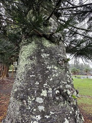 Eutacta