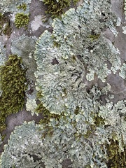 Punctelia missouriensis