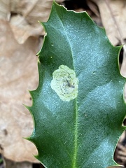 Phytomyza ilicis