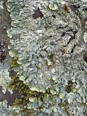 Punctelia missouriensis