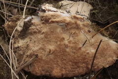Trametes suaveolens