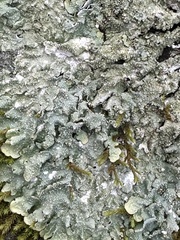 Punctelia missouriensis