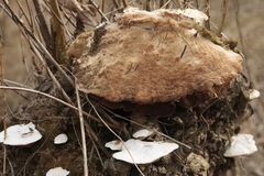 Trametes suaveolens