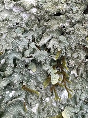 Punctelia missouriensis