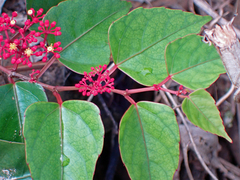 Cissus erosa