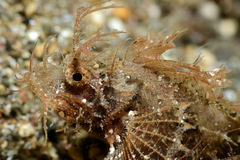 Pteroidichthys amboinensis