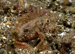Pteroidichthys amboinensis