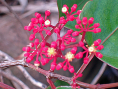Cissus erosa