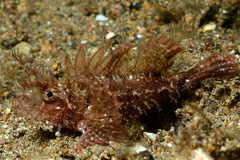 Pteroidichthys amboinensis