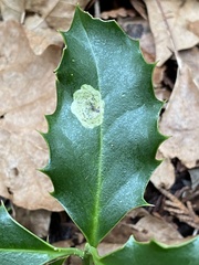 Phytomyza ilicis