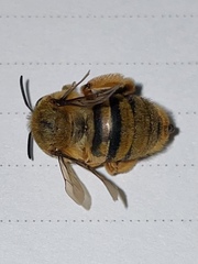 Amegilla bombiformis