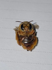 Amegilla bombiformis