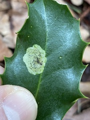 Phytomyza ilicis