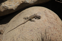 Liolaemus lonquimayensis