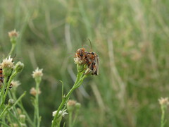 Chauliognathus scriptus