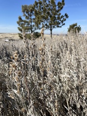 Artemisia cana