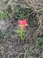 Castilleja indivisa