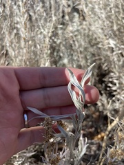 Artemisia cana
