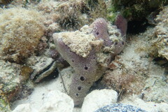 Niphates caycedoi