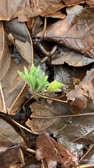 Dicentra formosa