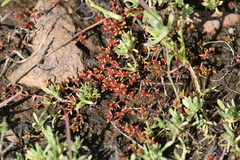 Crassula solieri