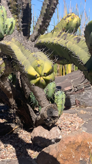 Myrtillocactus geometrizans