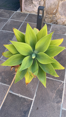 Agave attenuata