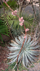 Hechtia glomerata