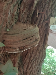 Fomitopsis hemitephra