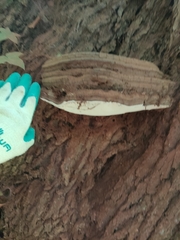 Fomitopsis hemitephra