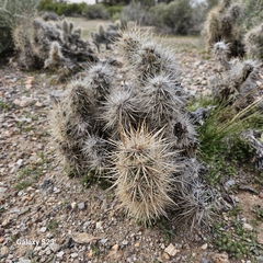Grusonia kunzei