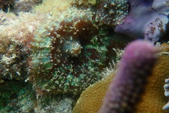 Discosoma carlgreni