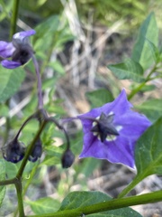 Solanum parishii