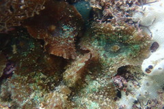 Discosoma carlgreni