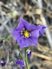 Solanum parishii