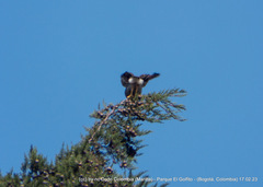 Rupornis magnirostris