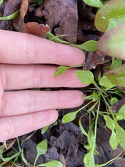 Claytonia parviflora