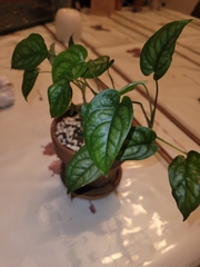 Monstera siltepecana