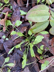 Claytonia parviflora